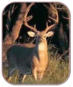 Whitetail deer season in michigan